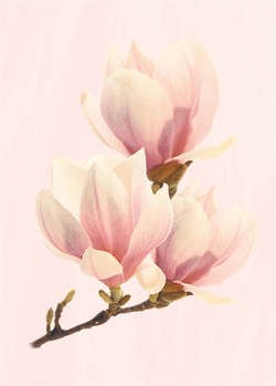 Pink decor (250x350)