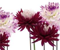 Панно настенное Cerrol Matiz А (комплект 2шт) 50х60 (600x500)