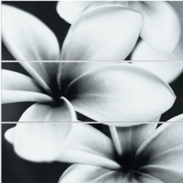 Universal glass flowers   (750x750)