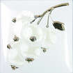 Season Ribes Brillo Bisel Blanco (150x150)